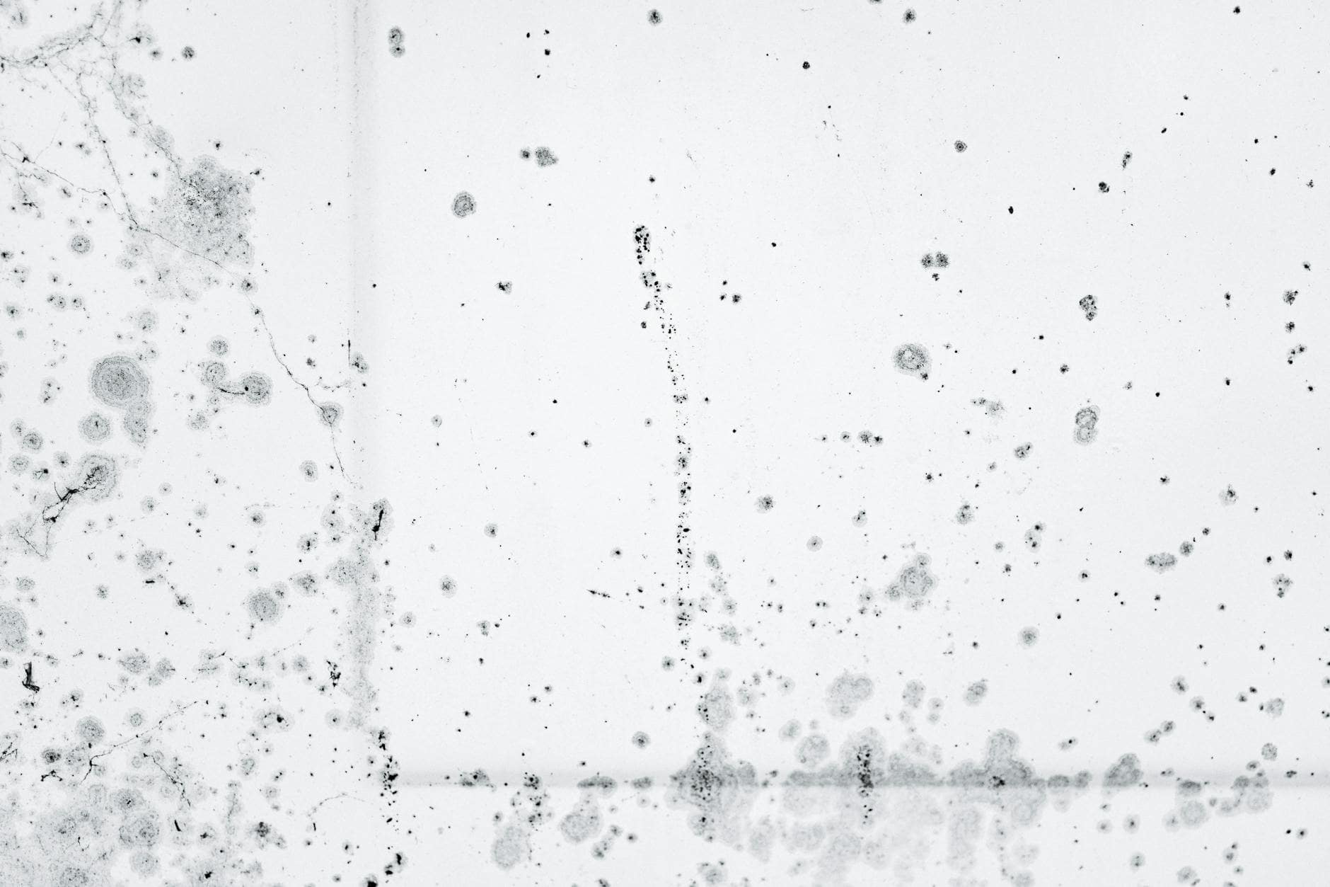 abundance of mold stains on a white background. 