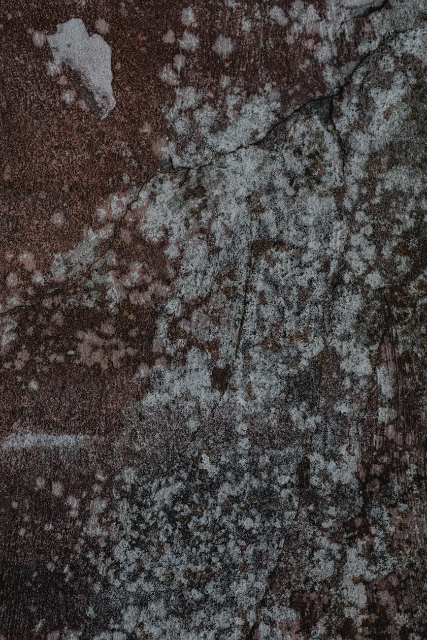 a brown with cracks and molds